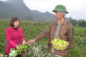 Anh Phùng Đình Thành, xóm Yên Hòa, Yên Lạc, Yên Thủy trao đổi về giống táo mới. 

 


